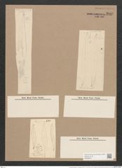 Pleurosigma angulatum var. delicatulum (W.Sm.) V.H. (de-Toni-Nr.: Genus 13, Species 1001) Zeichnungen Sammlung Grunow Nr. 2000 (NHMW-BOT-W0368847)